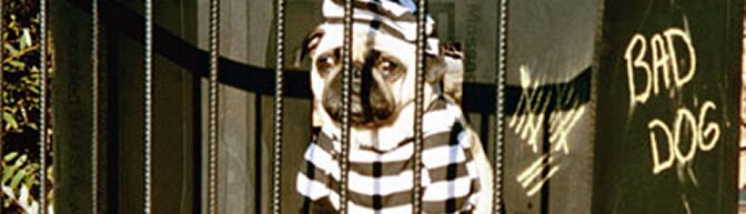 The Day the Dogs Were Arrested & Went to Jail