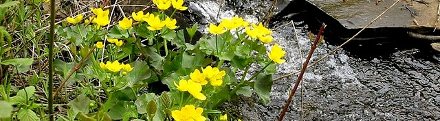 Member Submission:  Spring Geocaching by Team Northwoods