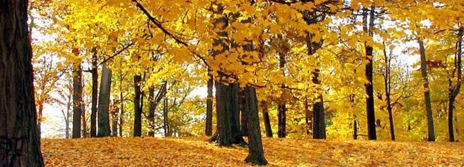 Member Submission:  Crunchy Leaves