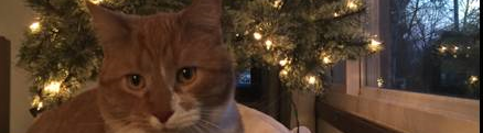 Member submission:  Mr. Piffles, The Geocaching Cat