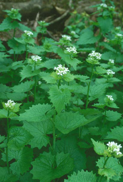 CITO Week:  Invasive Seasonings